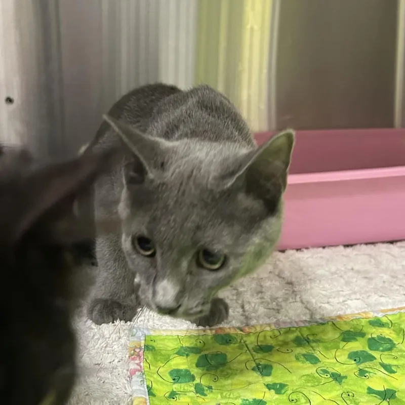 A baby small-sized female Gray / Blue / Silver Domestic Short Hair cat named Shin Spint for adoption in Waynesville, NC