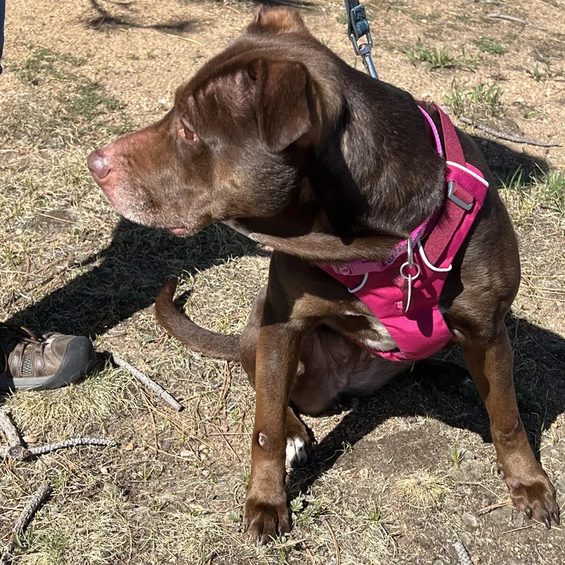 An adult medium-sized female Brown / Chocolate Chocolate Labrador Retriever dog named Jypsy for adoption in Estes Park, CO
