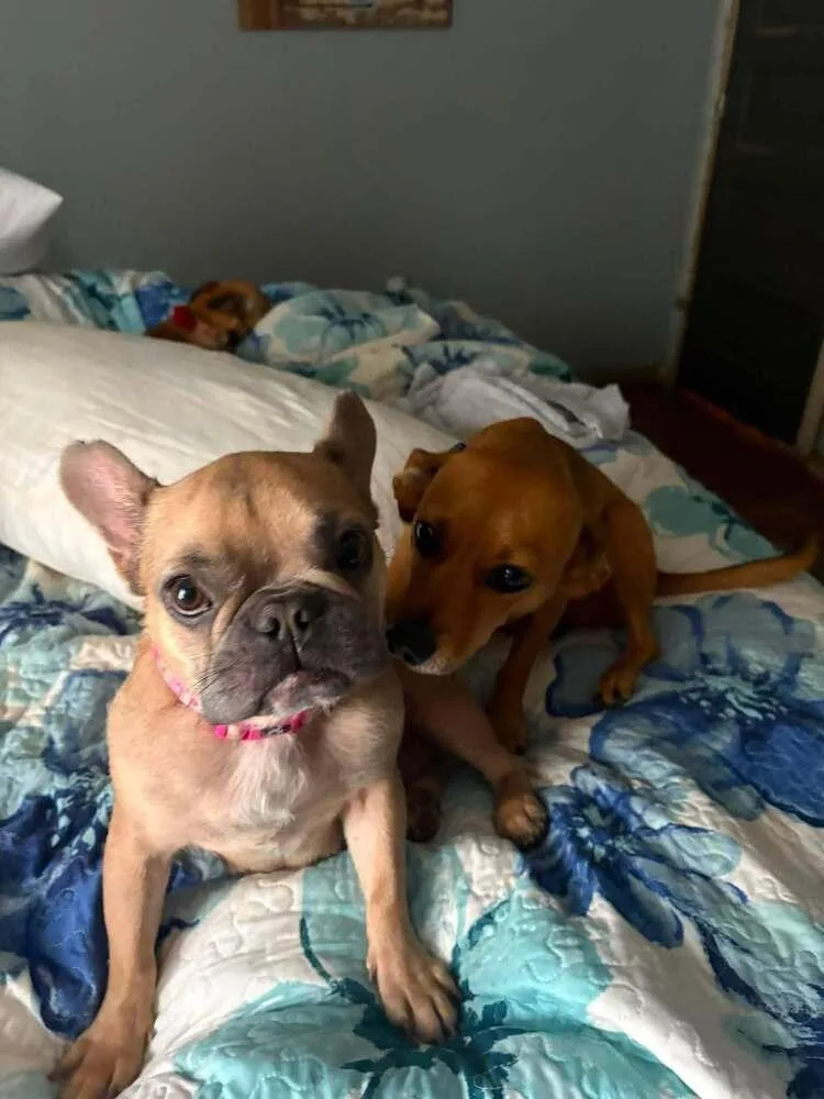 A baby small-sized male White / Cream French Bulldog dog named Sparky for adoption in Gillsville, GA