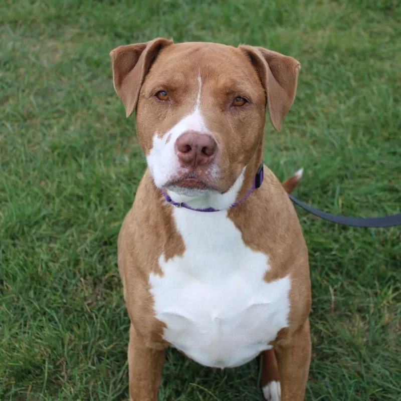 An adult large-sized female Pit Bull Terrier dog named Lizzy for adoption in Champaign, IL