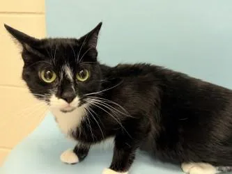 An adult small-sized female Domestic Short Hair cat named Socks for adoption in Woodbury, MN