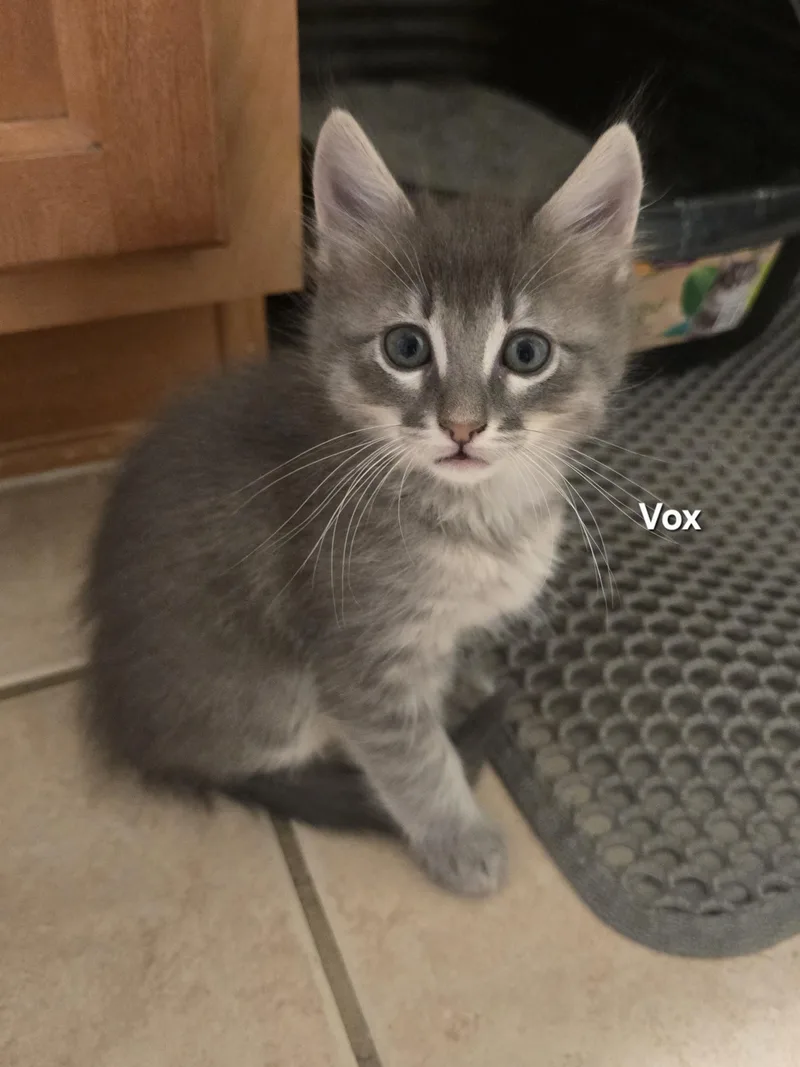 A baby medium-sized male Tabby (Gray / Blue / Silver) Domestic Medium Hair cat named Vox for adoption in Liverpool, TX