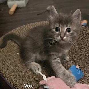 Vox thumbnail 3