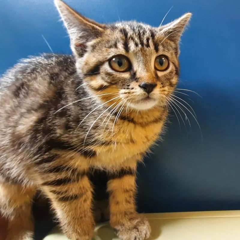 A baby small-sized female Black Domestic Short Hair cat named Fumaric for adoption in Watertown, NY