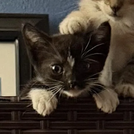 A baby medium-sized female Black & White / Tuxedo Domestic Short Hair cat named Bubbles for adoption in jacksonville, FL