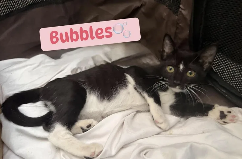 Bubbles thumbnail 5