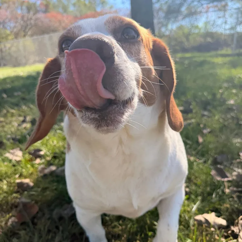 An adult medium-sized male Yellow / Tan / Blond / Fawn Beagle dog named Peppy for adoption in Chippewa Falls, WI