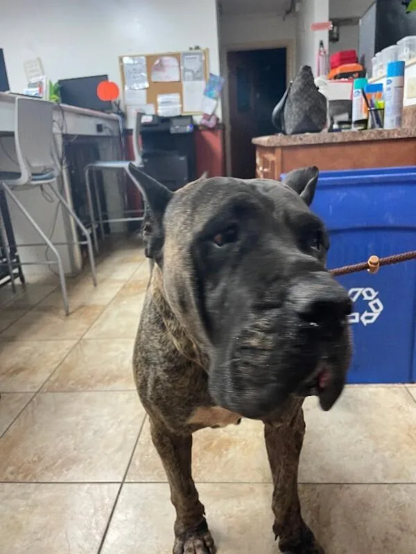 An adult extra large-sized male Brindle Mixed Breed dog named Big Frank for adoption in Cincinnati, OH
