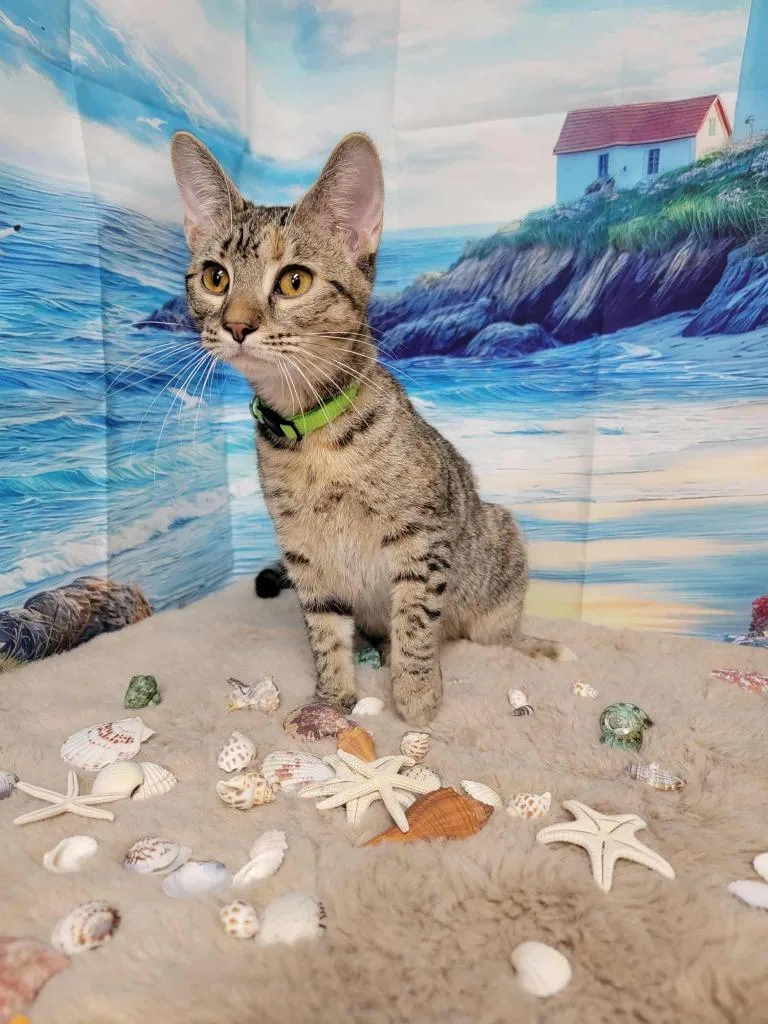A young medium-sized female Domestic Short Hair cat named Londa for adoption in Pawtucket, RI