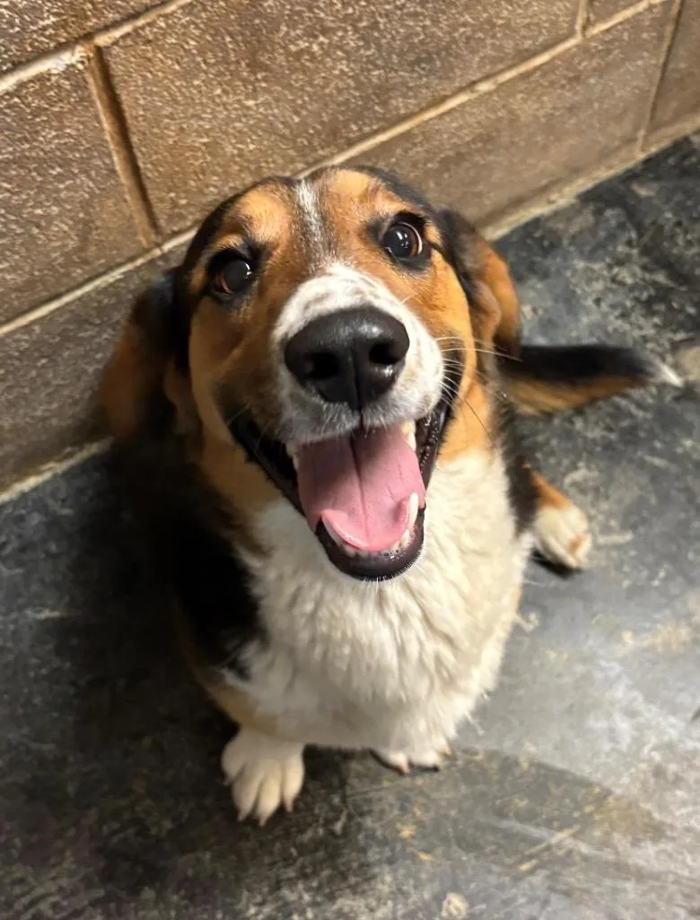 A young medium-sized male Basset Hound dog named Buster for adoption in Midland, TX