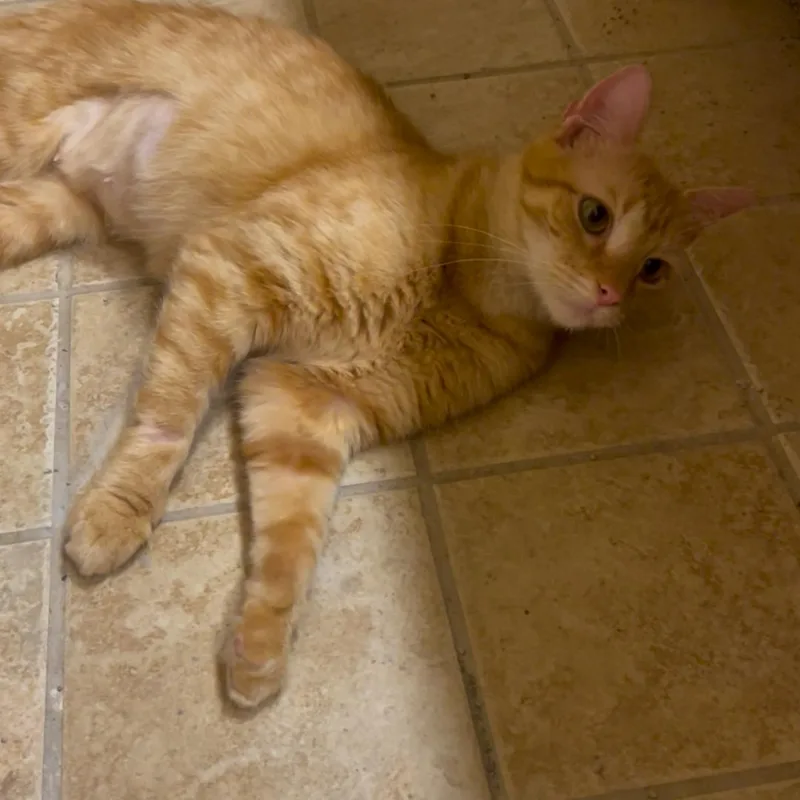 Garlic  Bread thumbnail 2