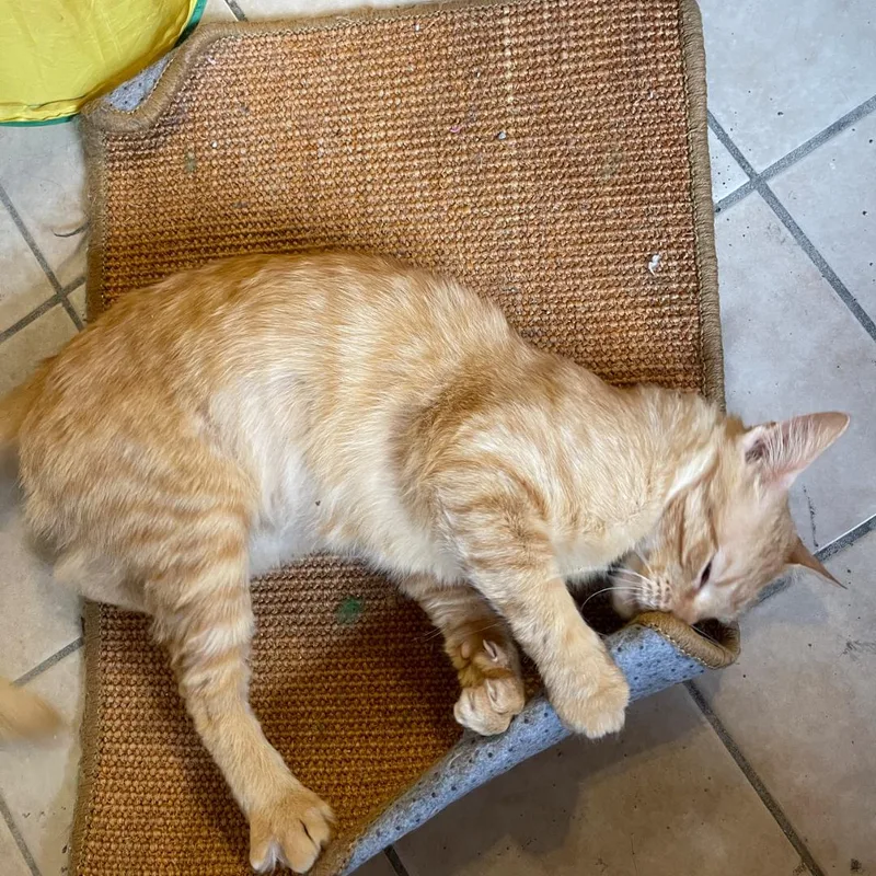 Garlic  Bread thumbnail 3