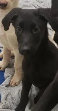 A baby medium-sized male Labrador Retriever dog named Brady Bunch Littermike for adoption in Tappahannock, VA