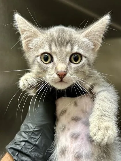 A baby medium-sized male Gray / Blue / Silver Domestic Short Hair cat named Alien for adoption in Wichita, KS