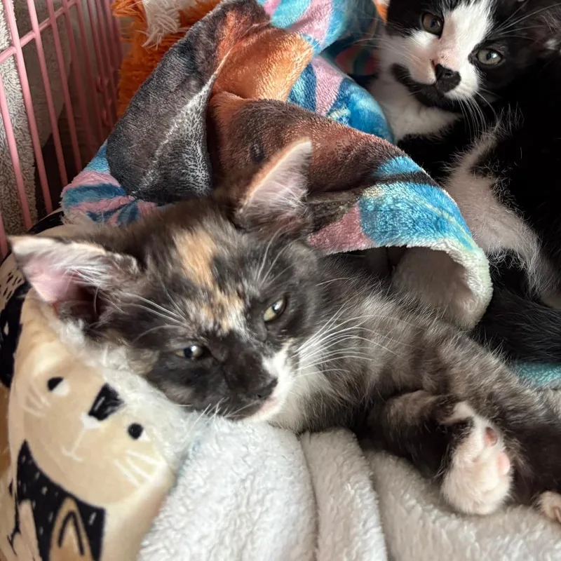 A baby small-sized female Calico Domestic Short Hair cat named Cookie for adoption in Ferndale, WA