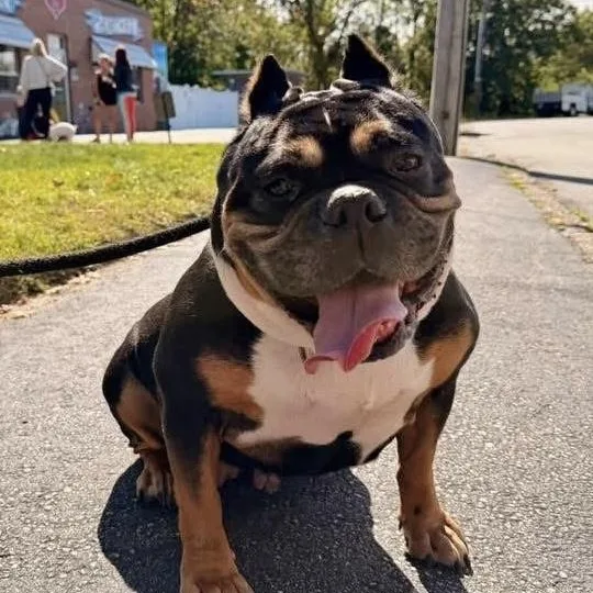 Shirl Shirl thumbnail 2