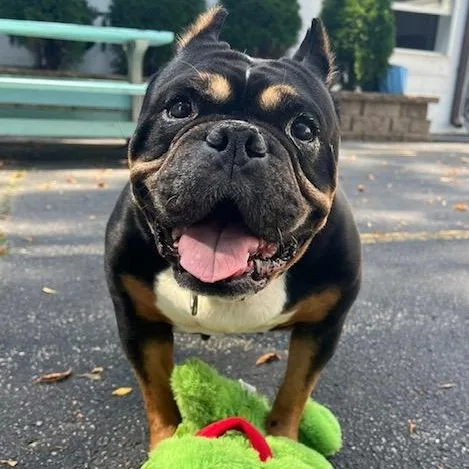 Shirl Shirl thumbnail 3