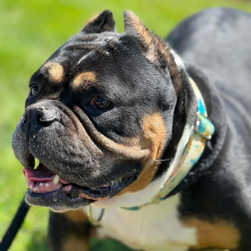 Shirl Shirl thumbnail 5