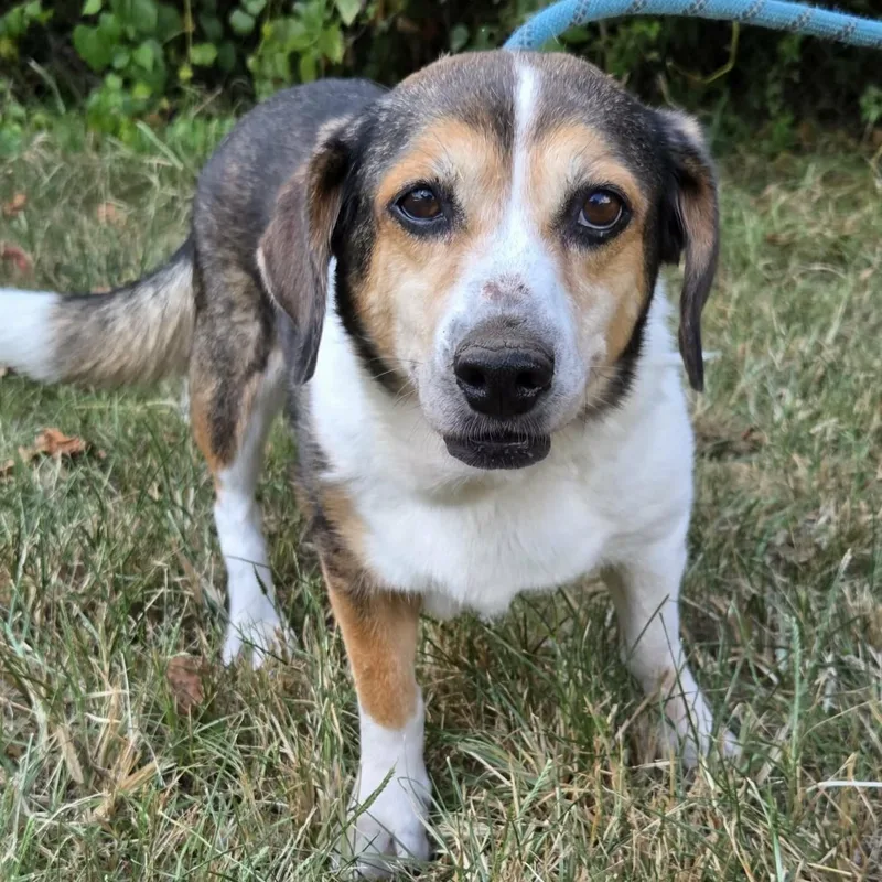 A senior medium-sized female Tricolor (Brown, Black, & White) Beagle dog named Hazel for adoption in Anniston, AL