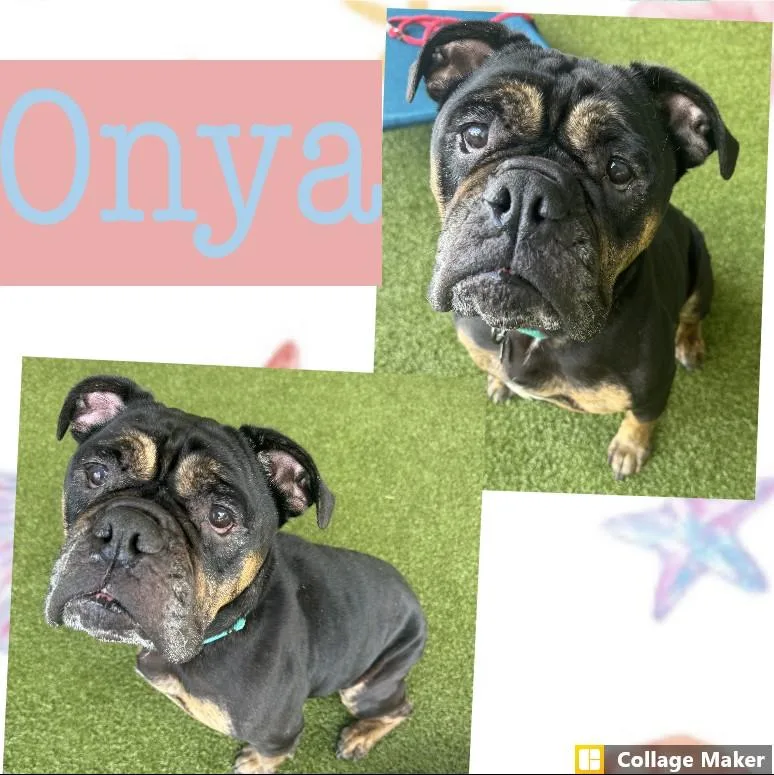 An adult large-sized female English Bulldog dog named Onya for adoption in Clearfield, PA
