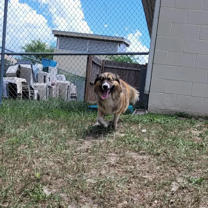 An adult medium-sized male Brown / Chocolate Mixed Breed dog named Pablo for adoption in Lake Panasoffkee, FL