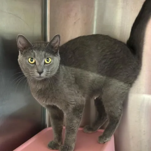 An adult medium-sized female Gray / Blue / Silver Russian Blue cat named Moon for adoption in South Elgin, IL