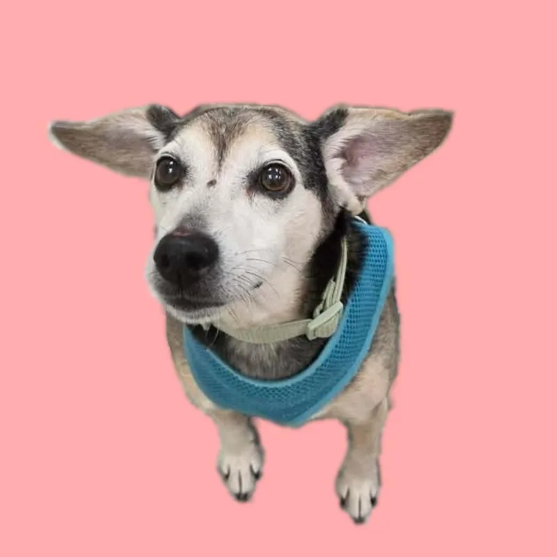 A senior medium-sized male Beagle dog named Finley for adoption in Plover, WI
