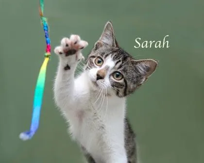 A baby small-sized female Domestic Short Hair cat named Sarah for adoption in Parma, OH