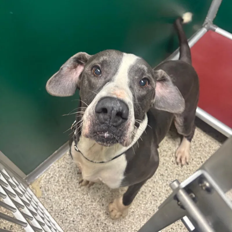 An adult large-sized male Pit Bull Terrier dog named Waylon for adoption in Milan, IL