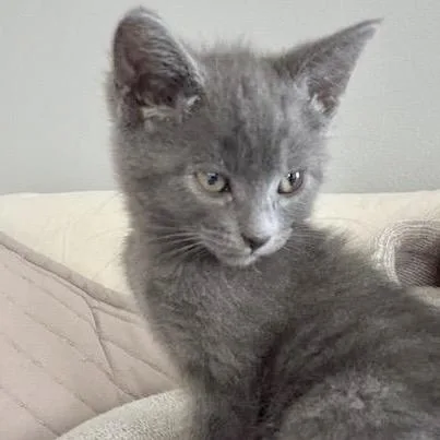 A baby small-sized female Gray / Blue / Silver Domestic Short Hair cat named Mischief for adoption in San Gabriel, CA