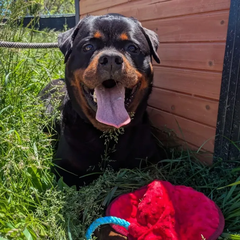 An adult large-sized male Rottweiler dog named Hamburgler for adoption in Detroit, MI