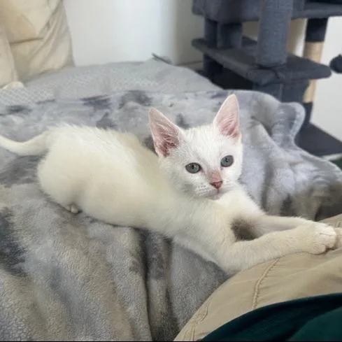 A baby small-sized male Domestic Short Hair cat named Swiss for adoption in Bedford, NH