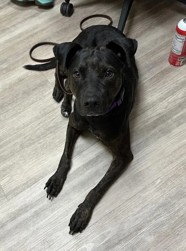 An adult medium-sized female Shepherd dog named Bella for adoption in Oceanside, CA