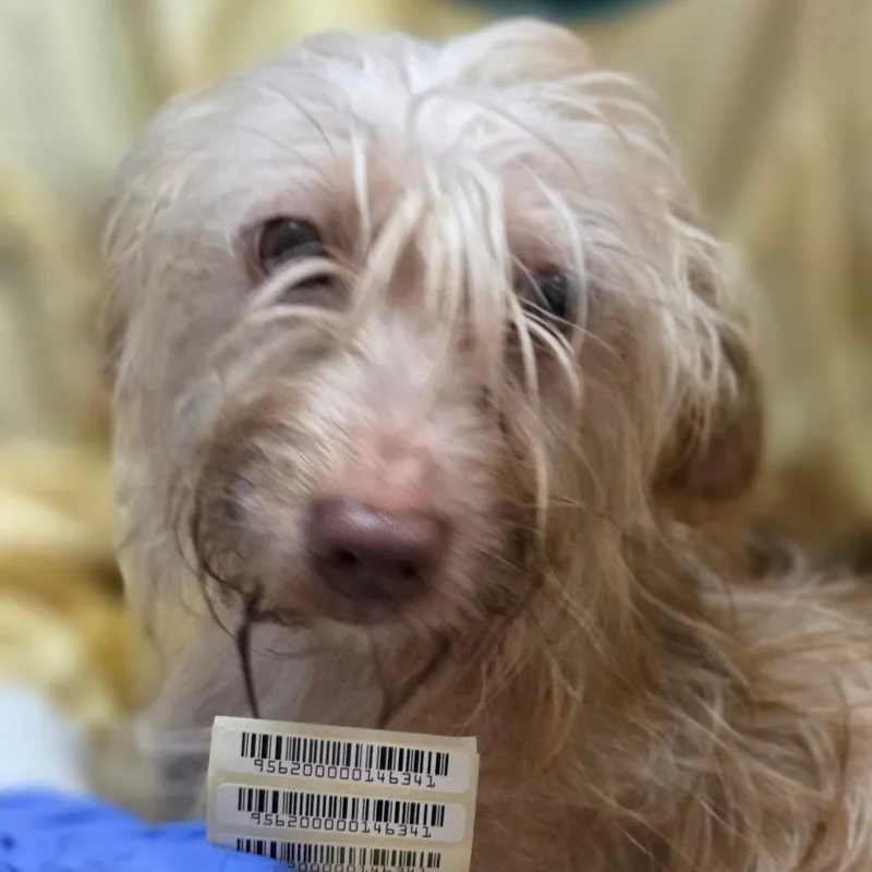 A young small-sized male Yellow / Tan / Blond / Fawn Mixed Breed dog named Koopa Troopa for adoption in Charleston, WV