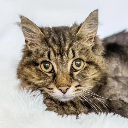 A senior medium-sized female Domestic Long Hair cat named Lulu for adoption in Camano Island, WA