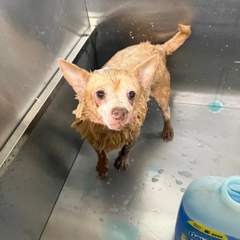 A senior small-sized male Chihuahua dog named Buddy for adoption in Fulton, MO