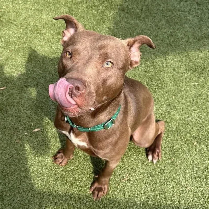 An adult medium-sized male Brown / Chocolate Chocolate Labrador Retriever dog named Zagnut for adoption in Greensboro, NC