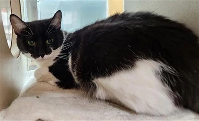 A young medium-sized female Domestic Short Hair cat named Stormi for adoption in Colorado Springs, CO