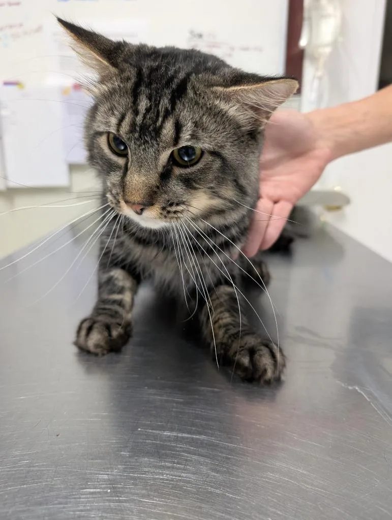 A young medium-sized male Domestic Medium Hair cat named Rogue for adoption in Fall River, MA
