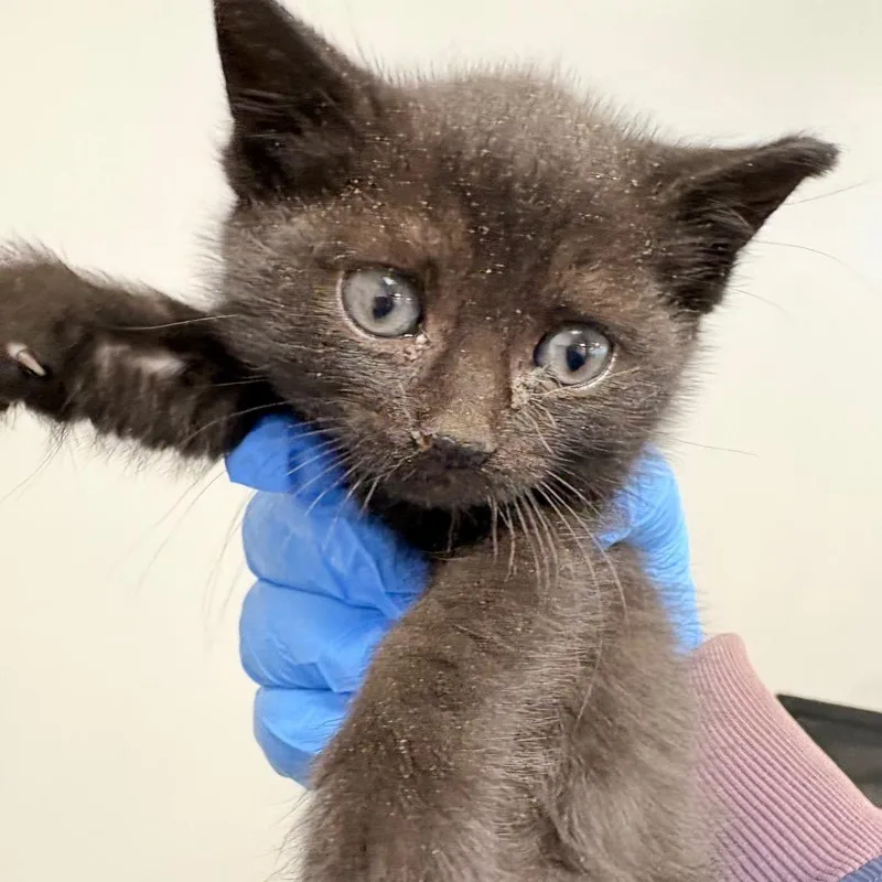 A baby small-sized female Black Domestic Short Hair cat named Tomato Sauce for adoption in Philadelphia, PA