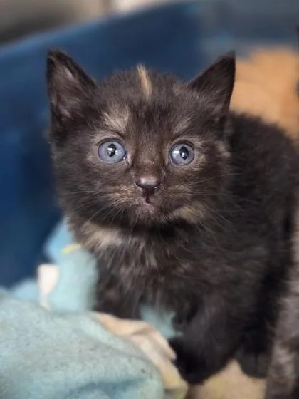 A baby small-sized female Domestic Short Hair cat named Dress for adoption in Westland, MI
