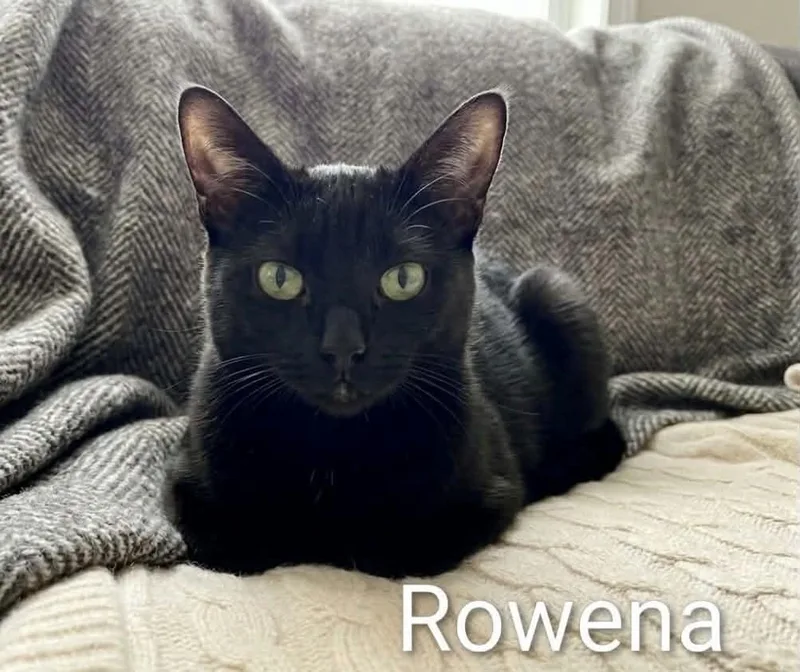 A young medium-sized female Black Bombay cat named Rowena for adoption in Wyandotte, MI