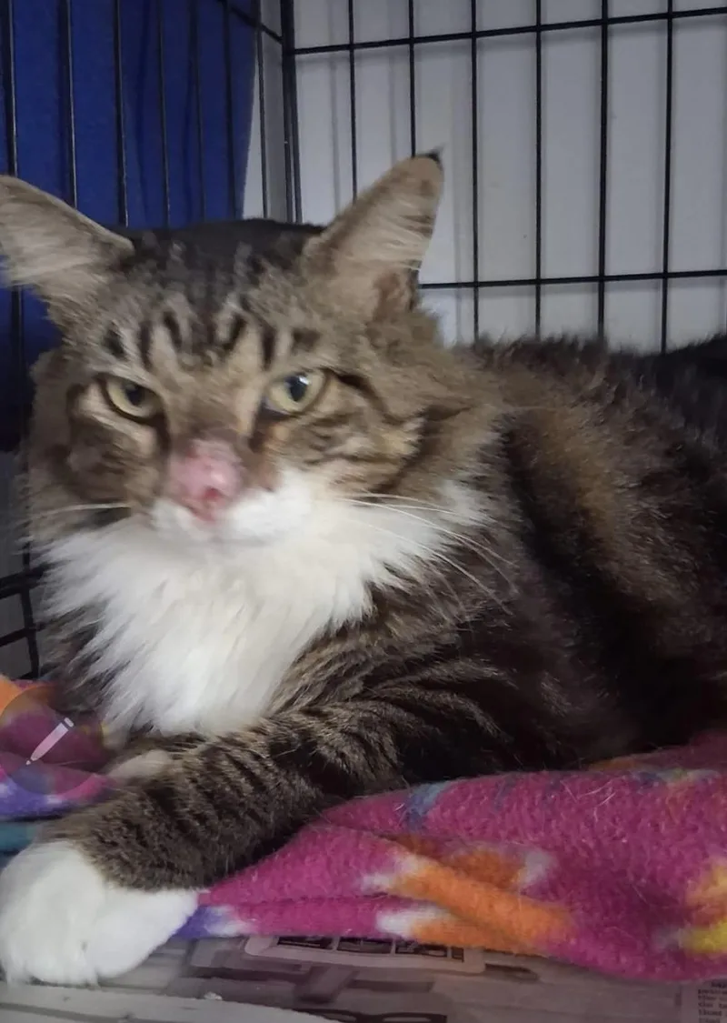 A young medium-sized female Maine Coon cat named Cookie Girl for adoption in Parkland, FL