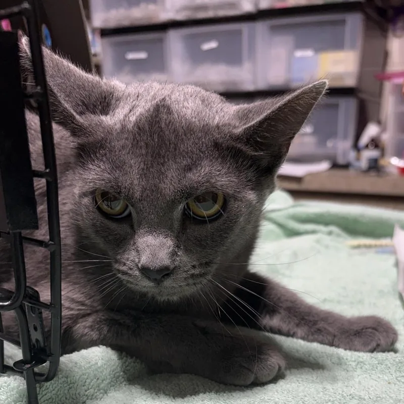 An adult small-sized female Gray / Blue / Silver Domestic Short Hair cat named Quincey for adoption in Milton, FL