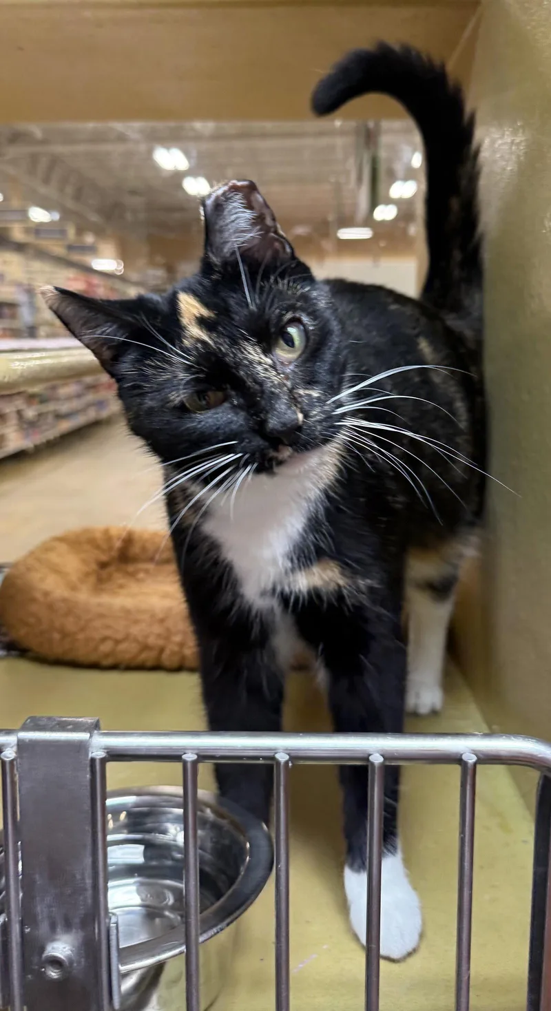 A young medium-sized female Domestic Short Hair cat named Jackie OHH for adoption in Satellite Beach, FL