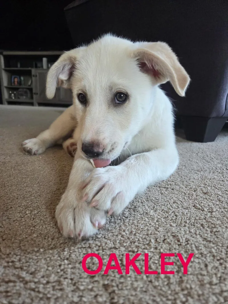 A baby large-sized male Great Pyrenees dog named Oakley for adoption in Mesa, AZ