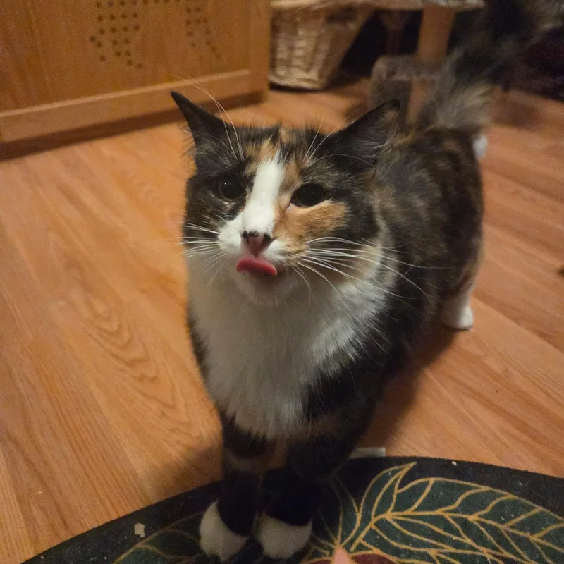 An adult medium-sized female Domestic Medium Hair cat named Maple for adoption in East Greenwich, RI