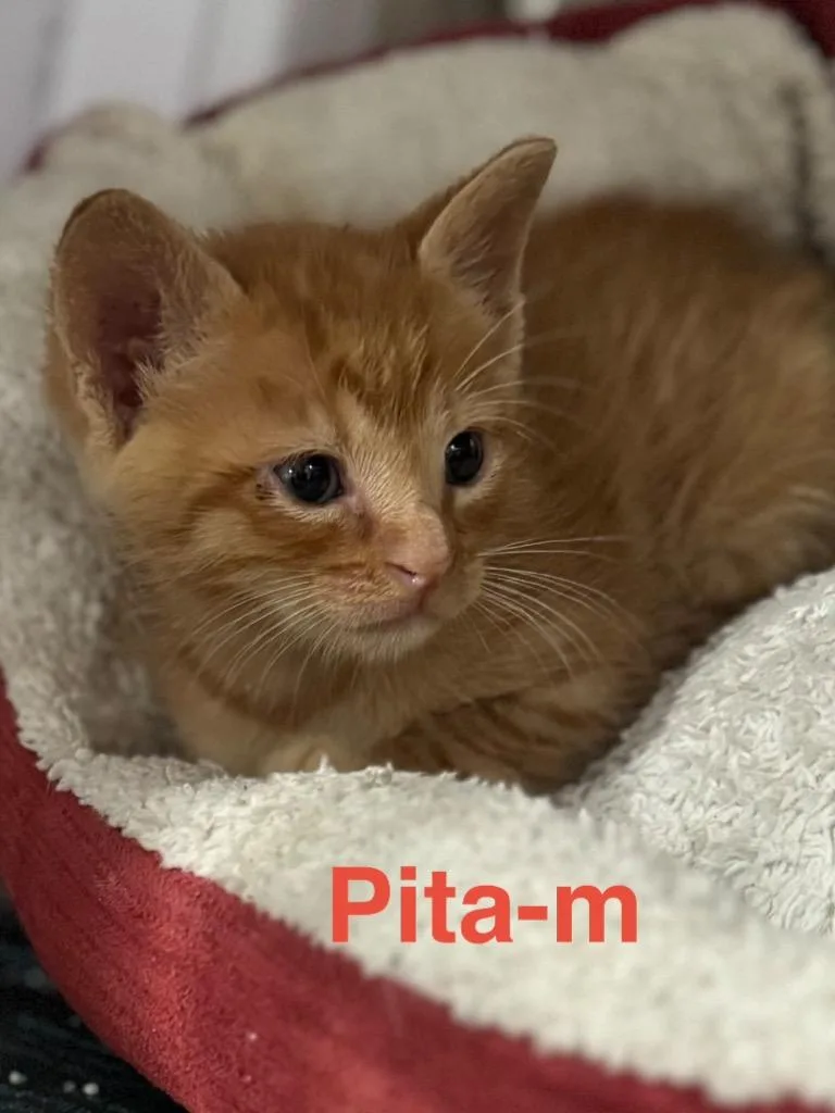 Pita