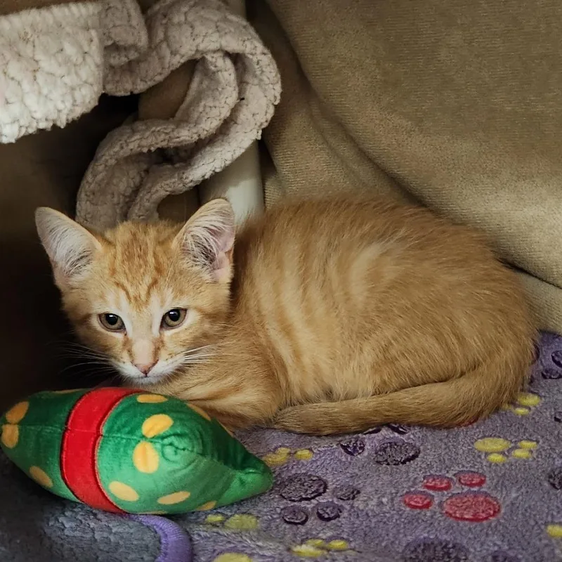 Sweet Potato Bisque