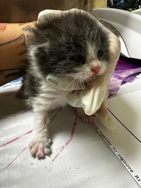 A baby small-sized female Domestic Short Hair cat named Teacup for adoption in Riverside, CA